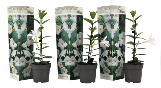 Mandevilla - 3 pcs. - Dipladenia sanderii 'Rio White' - Height 25-40cm - ⌀9cm