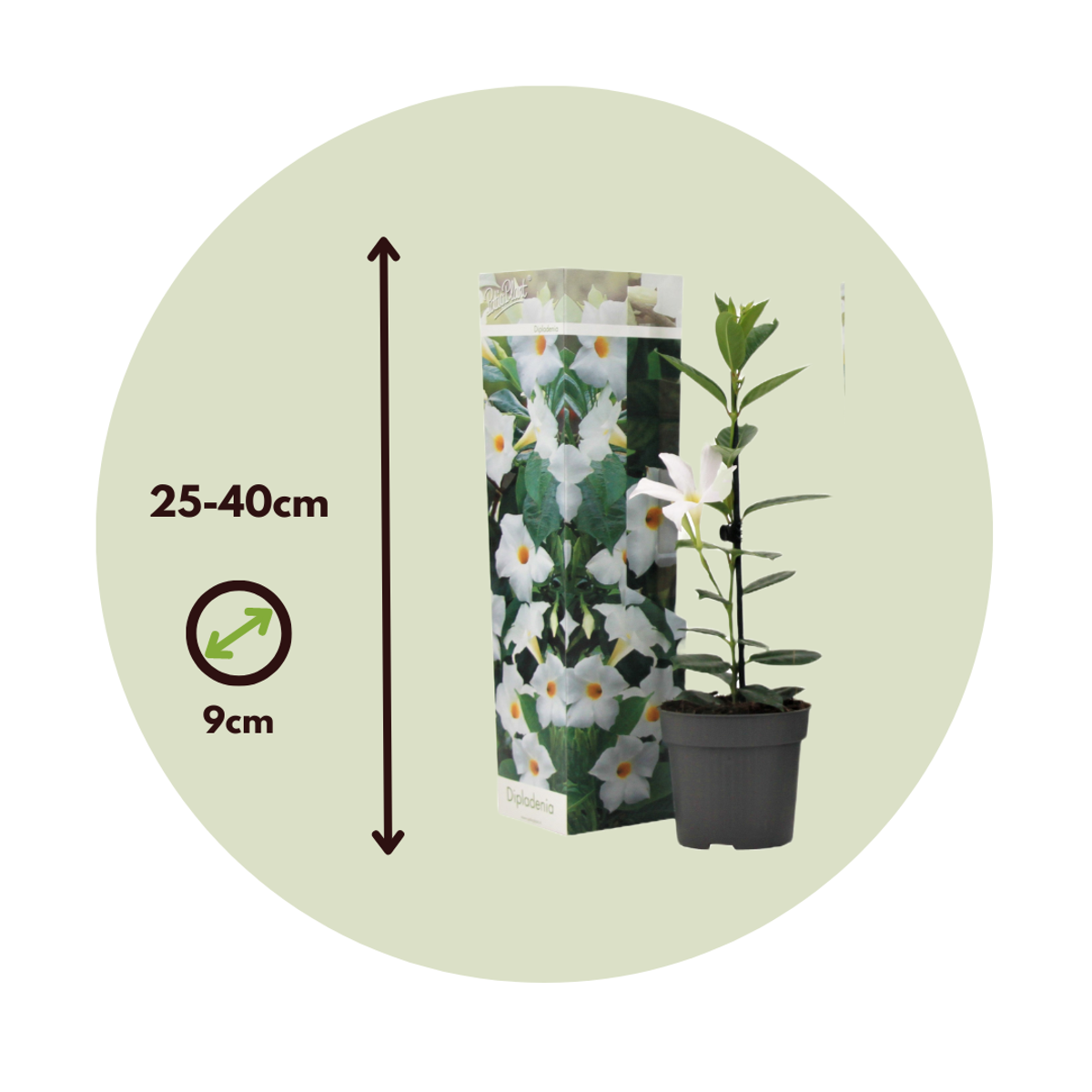 Mandevilla - 3 pcs. - Dipladenia sanderii 'Rio White' - Height 25-40cm - ⌀9cm