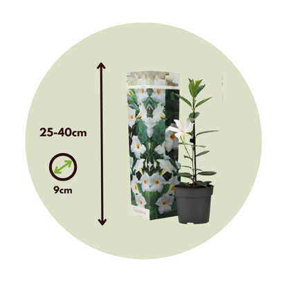 Mandevilla - 3 pcs. - Dipladenia sanderii 'Rio White' - Height 25-40cm - ⌀9cm