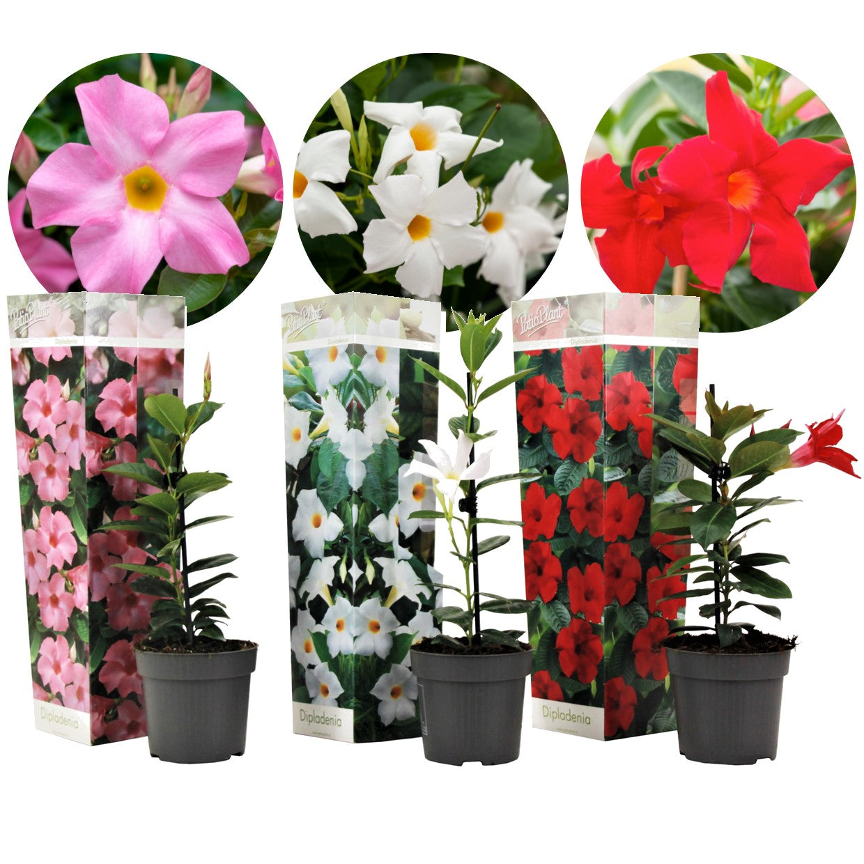 Mandevilla - 3 pcs. - Dipladenia sanderii 'Rio Mix' - Height 25-40cm - ⌀9cm