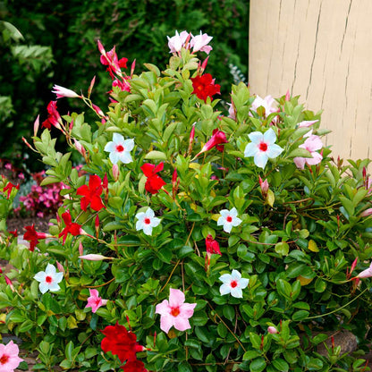 Mandevilla - 6 pcs. - Dipladenia sanderii 'Rio Mix' - Height 25-40cm - ⌀9cm