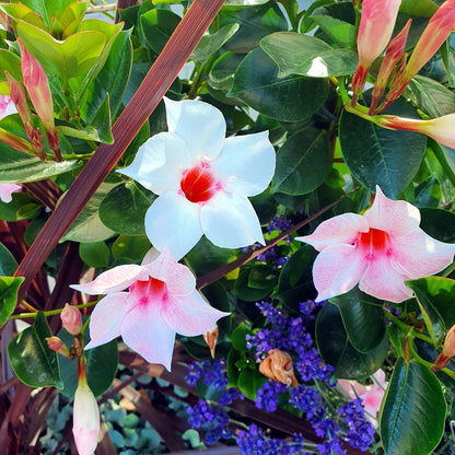 Mandevilla - 6 pcs. - Dipladenia sanderii 'Rio Mix' - Height 25-40cm - ⌀9cm