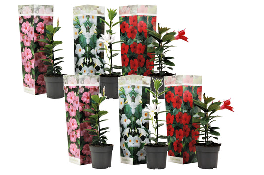 Mandevilla - 6 pcs. - Dipladenia sanderii 'Rio Mix' - Height 25-40cm - ⌀9cm