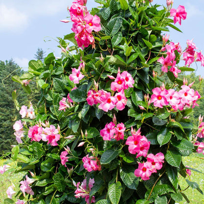 Mandevilla - 3 pcs. - Dipladenia sanderii 'Rio Pink' - Height 25-40cm - ⌀9cm