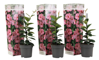 Mandevilla - 3 pcs. - Dipladenia sanderii 'Rio Pink' - Height 25-40cm - ⌀9cm
