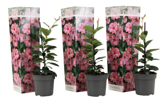 Mandevilla - 3 pcs. - Dipladenia sanderii 'Rio Pink' - Height 25-40cm - ⌀9cm