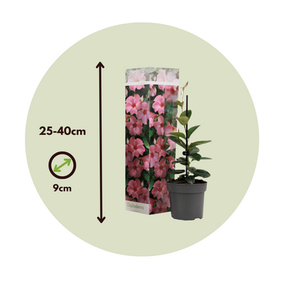 Mandevilla - 3 pcs. - Dipladenia sanderii 'Rio Pink' - Height 25-40cm - ⌀9cm