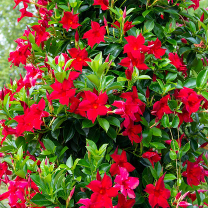 Mandevilla - 3 pcs. - Dipladenia sanderii 'Rio Red' - Height 25-40cm - ⌀9cm