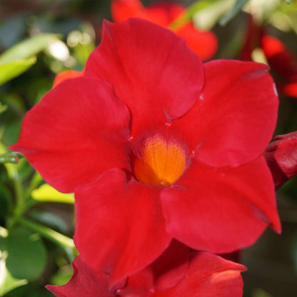 Mandevilla - 3 pcs. - Dipladenia sanderii 'Rio Red' - Height 25-40cm - ⌀9cm