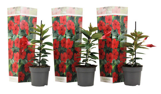 Mandevilla - 3 pcs. - Dipladenia sanderii 'Rio Red' - Height 25-40cm - ⌀9cm