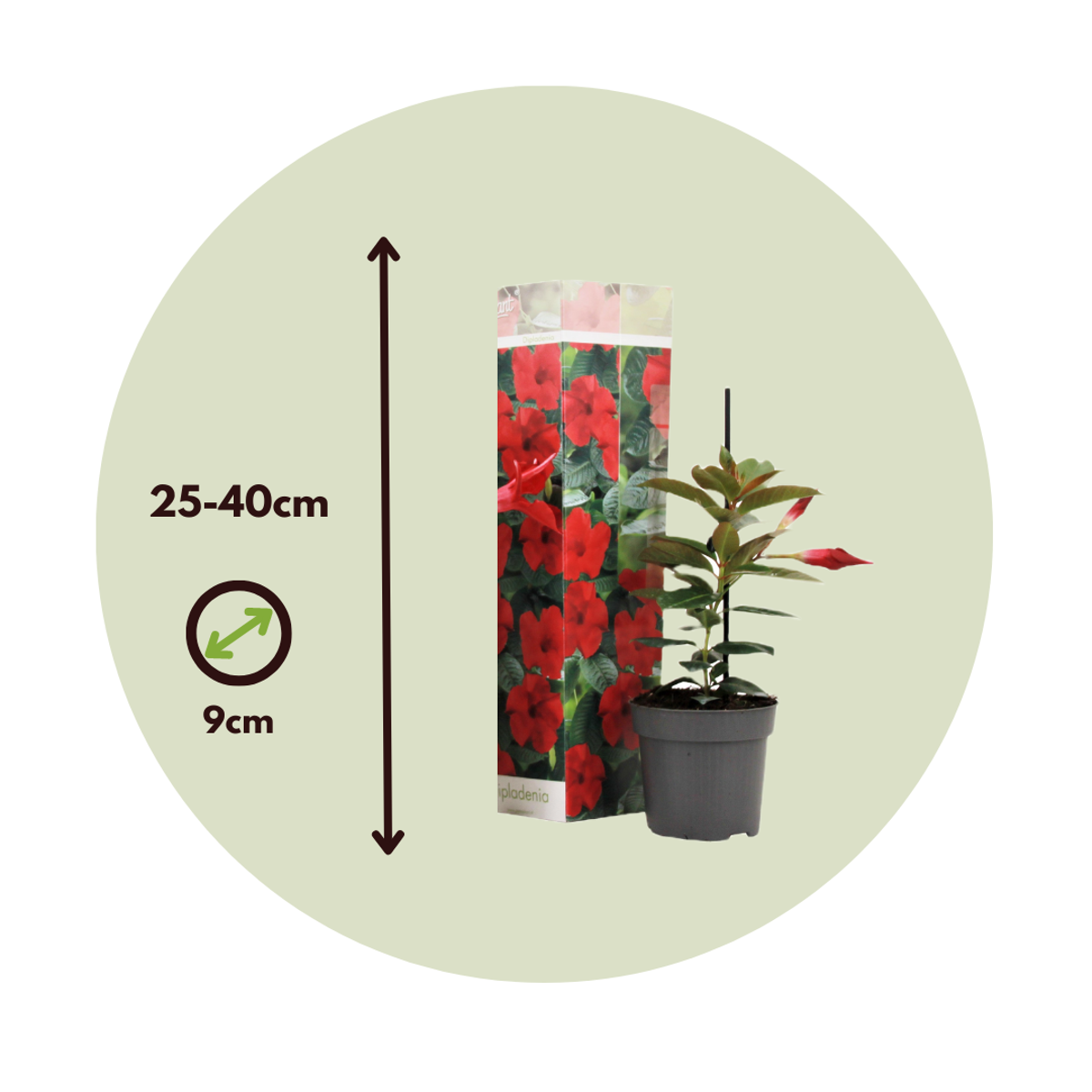 Mandevilla - 3 pcs. - Dipladenia sanderii 'Rio Red' - Height 25-40cm - ⌀9cm