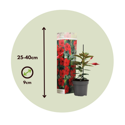 Mandevilla - 3 pcs. - Dipladenia sanderii 'Rio Red' - Height 25-40cm - ⌀9cm