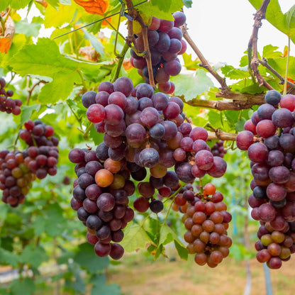 Common grape vine - 6 pcs. - Vitis vinifera - Height 25-40cm - ⌀9cm