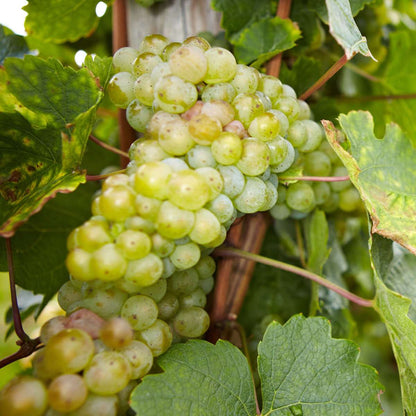 Common grape vine - 3 pcs. - Vitis vinifera - Height 25-40cm - ⌀9cm