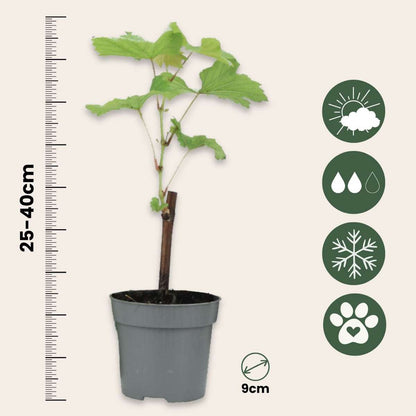 Common grape vine - 3 pcs. - Vitis vinifera - Height 25-40cm - ⌀9cm