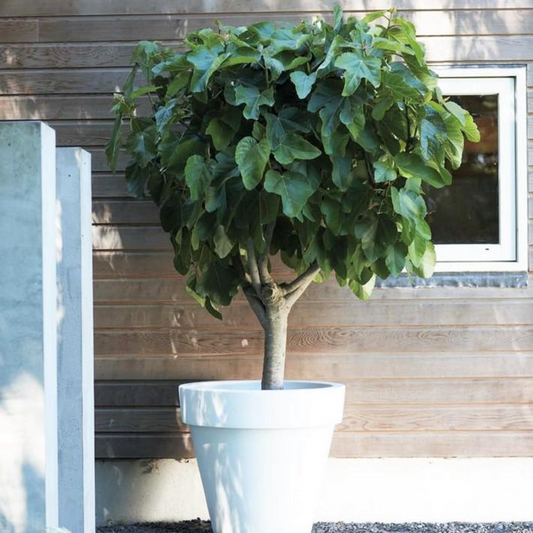 Common fig - 2 pcs. - Ficus carica 'Brown Turkey' - Height 25-40cm - ⌀9cm