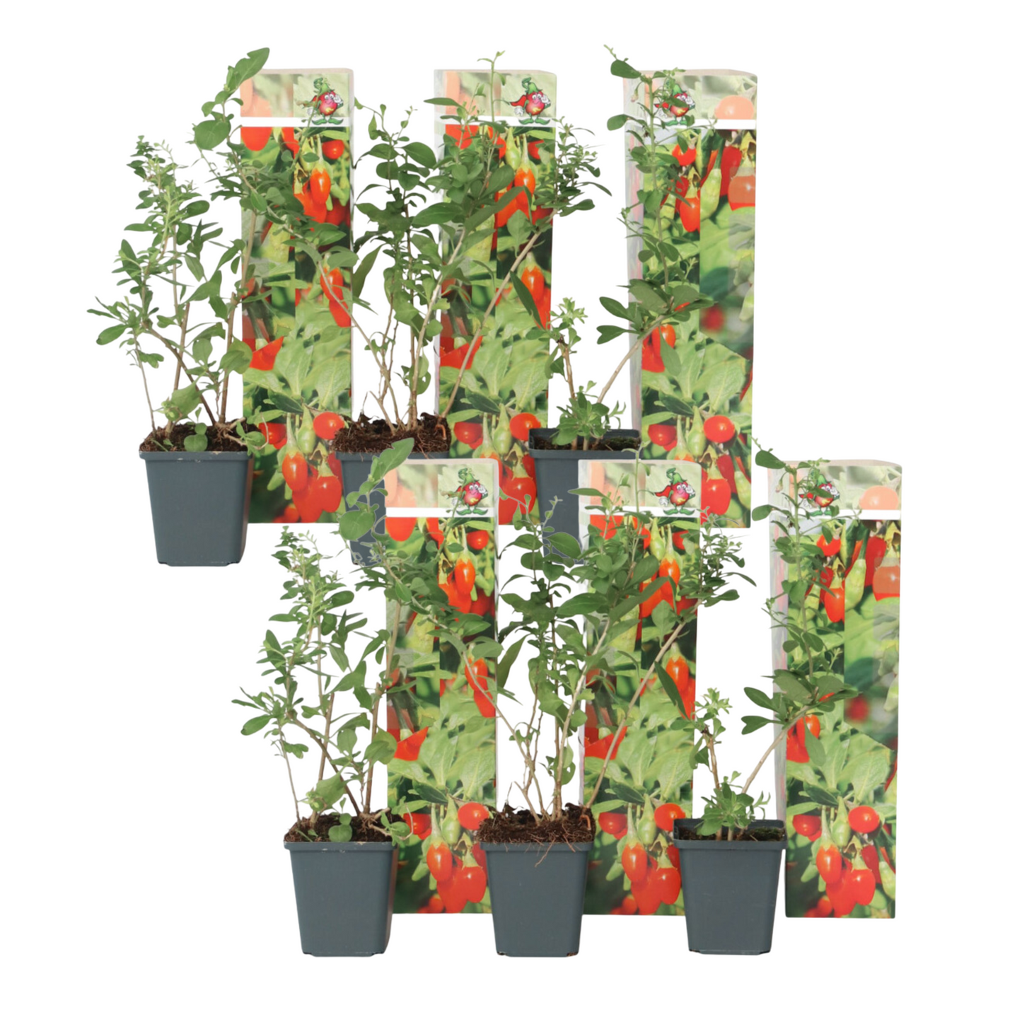 Goji berries - 6 pcs. - Lycium barbarum - Height 25-40cm - ⌀9cm