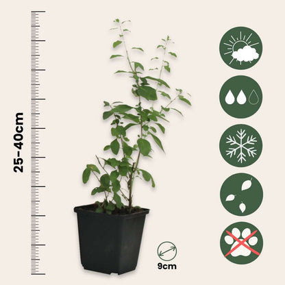 Goji berries - 6 pcs. - Lycium barbarum - Height 25-40cm - ⌀9cm