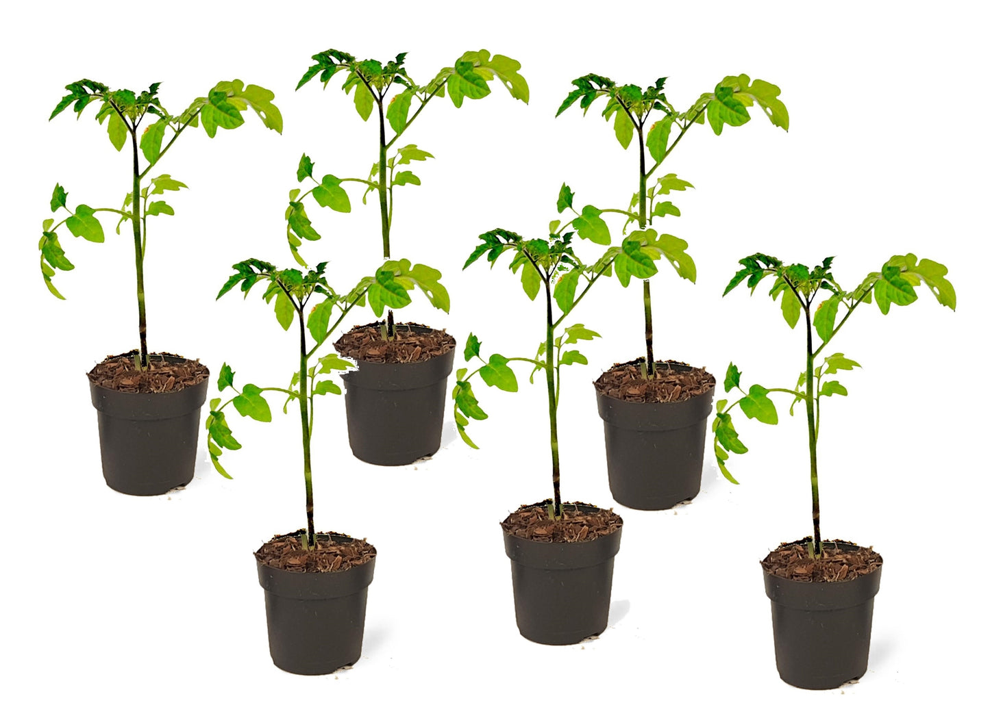 Tomato - 6 pcs. - Lycopersicon lycopersicum 'Heartbreaker' - H20-30cm - ⌀10,5cm