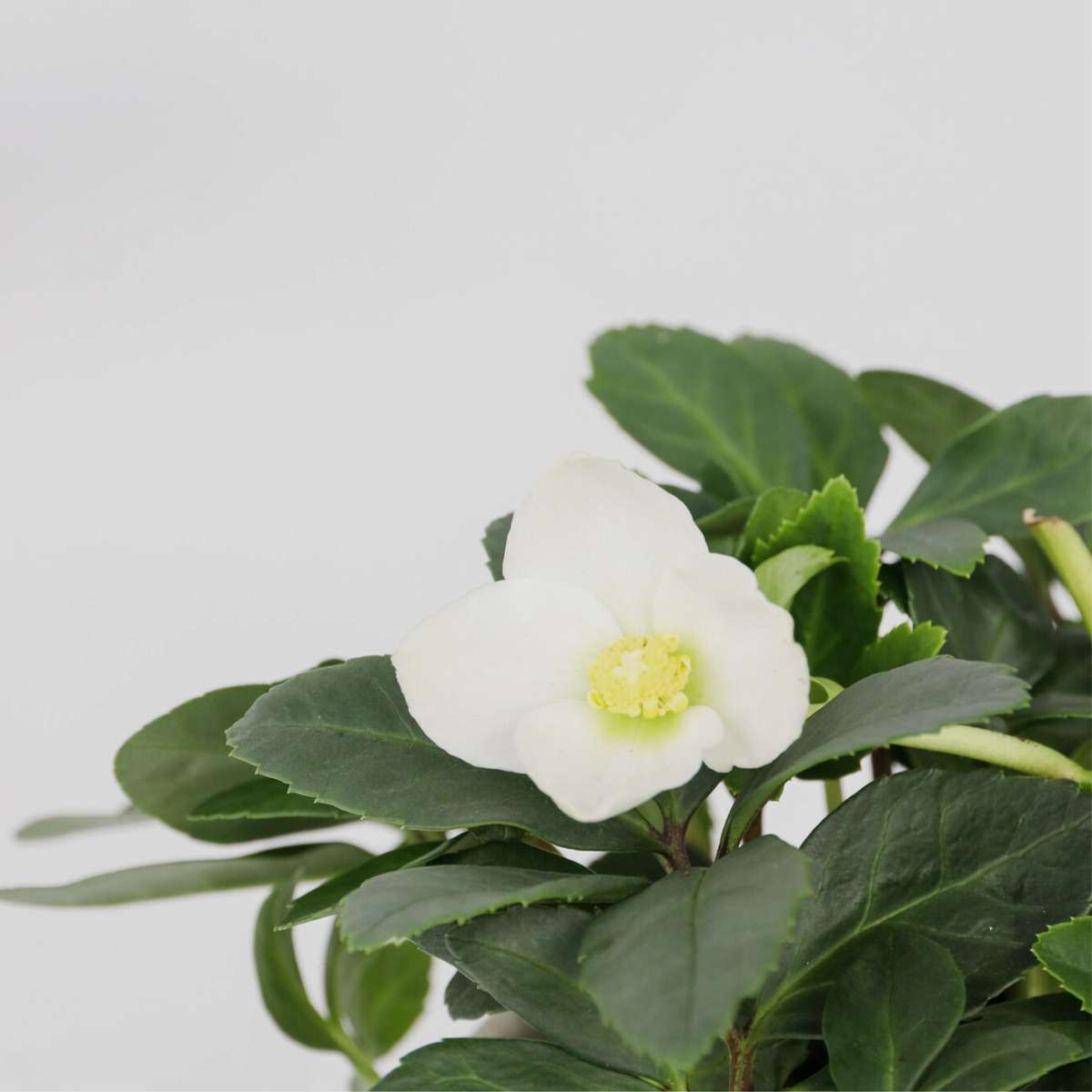 Christmas Rose - 3 pcs. - Helleborus niger 'Mont Blanc' - Height 20-30cm - ⌀12cm