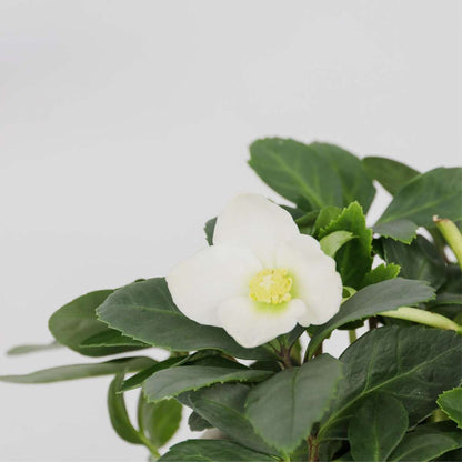 Christmas Rose - 3 pcs. - Helleborus niger 'Mont Blanc' - Height 20-30cm - ⌀12cm
