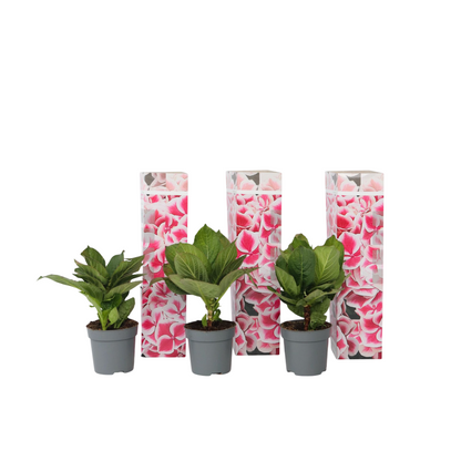 Hortensia - 3 pcs. - Hydrangea macrophylla 'Camilla' - Height 25-40cm - ⌀9cm