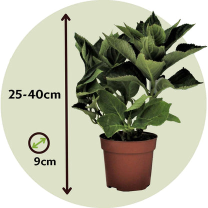 Hortensia - 3 pcs. - Hydrangea macrophylla 'Camilla' - Height 25-40cm - ⌀9cm
