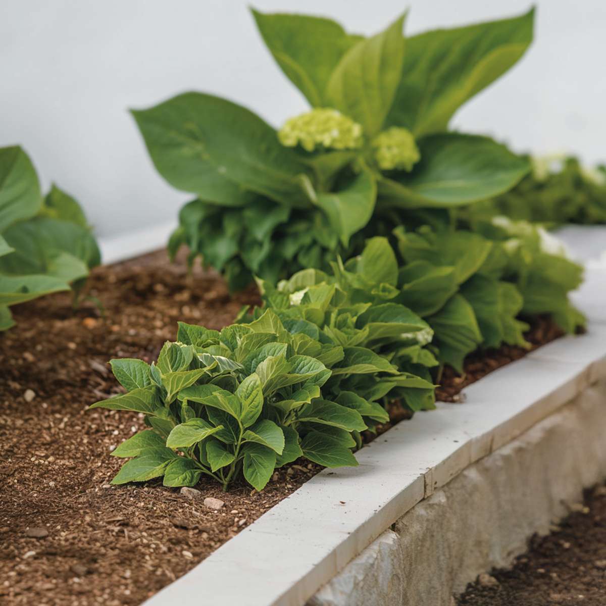 Hortensia - 6 pcs. - Hydrangea macrophylla 'Camilla' - Height 25-40cm - ⌀9cm