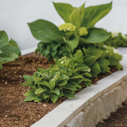 Hortensia - 6 pcs. - Hydrangea macrophylla 'Camilla' - Height 25-40cm - ⌀9cm