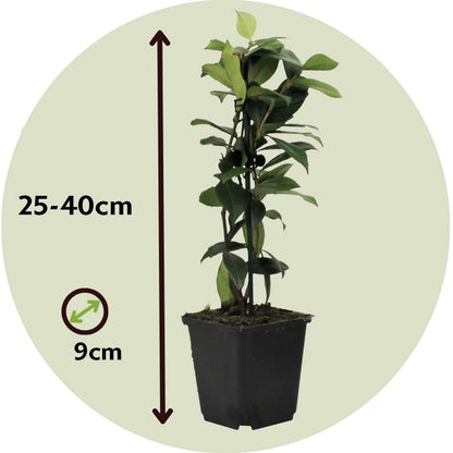 Star of Jasmine - 3 pcs. - Trachelospermum jasminoides - Height 25-40cm - ⌀9cm