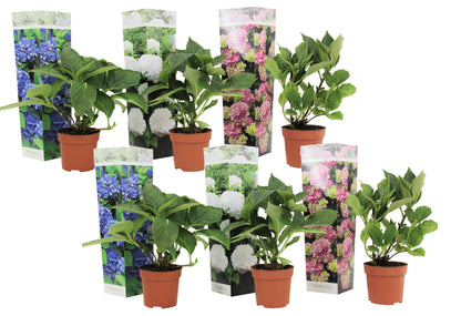 Hortensia - 6 pcs. - Hydrangea macrophylla - Height 25-40cm - ⌀10,5cm