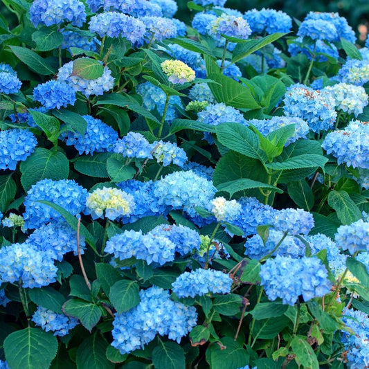 Hortensia - 6 pcs. - Hydrangea macrophylla 'Early Blue' - Height 25-40cm - ⌀9cm