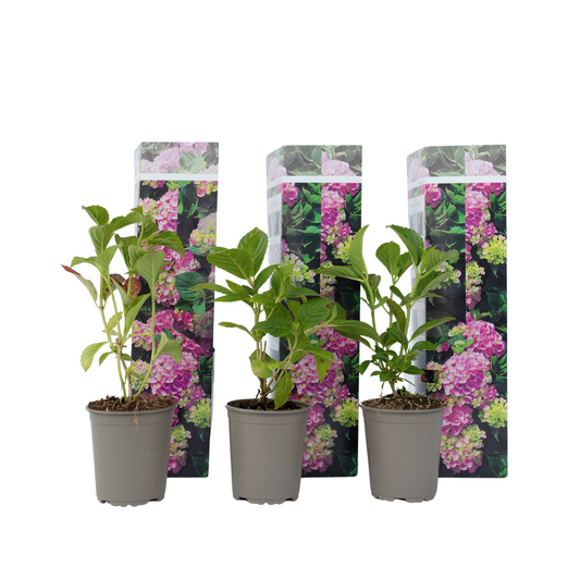 Hortensia - 3 pcs. - Hydrangea macrophylla 'Early Pink' - Height 25-40cm - ⌀9cm