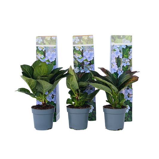 Hortensia - 3 pcs. - Hydrangea macrophylla teller 'Nizza' - H25-40cm - ⌀9cm