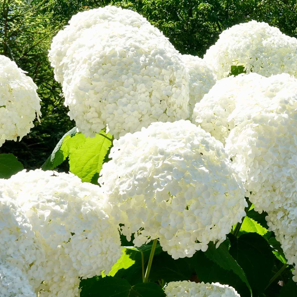 Hortensia - 6 pcs. - Hydrangea macrophylla - Height 25-40cm - ⌀9cm