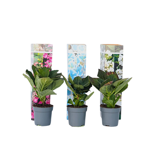Hortensia - 3 pcs. - Hydrangea macrophylla - Height 25-40cm - ⌀9cm