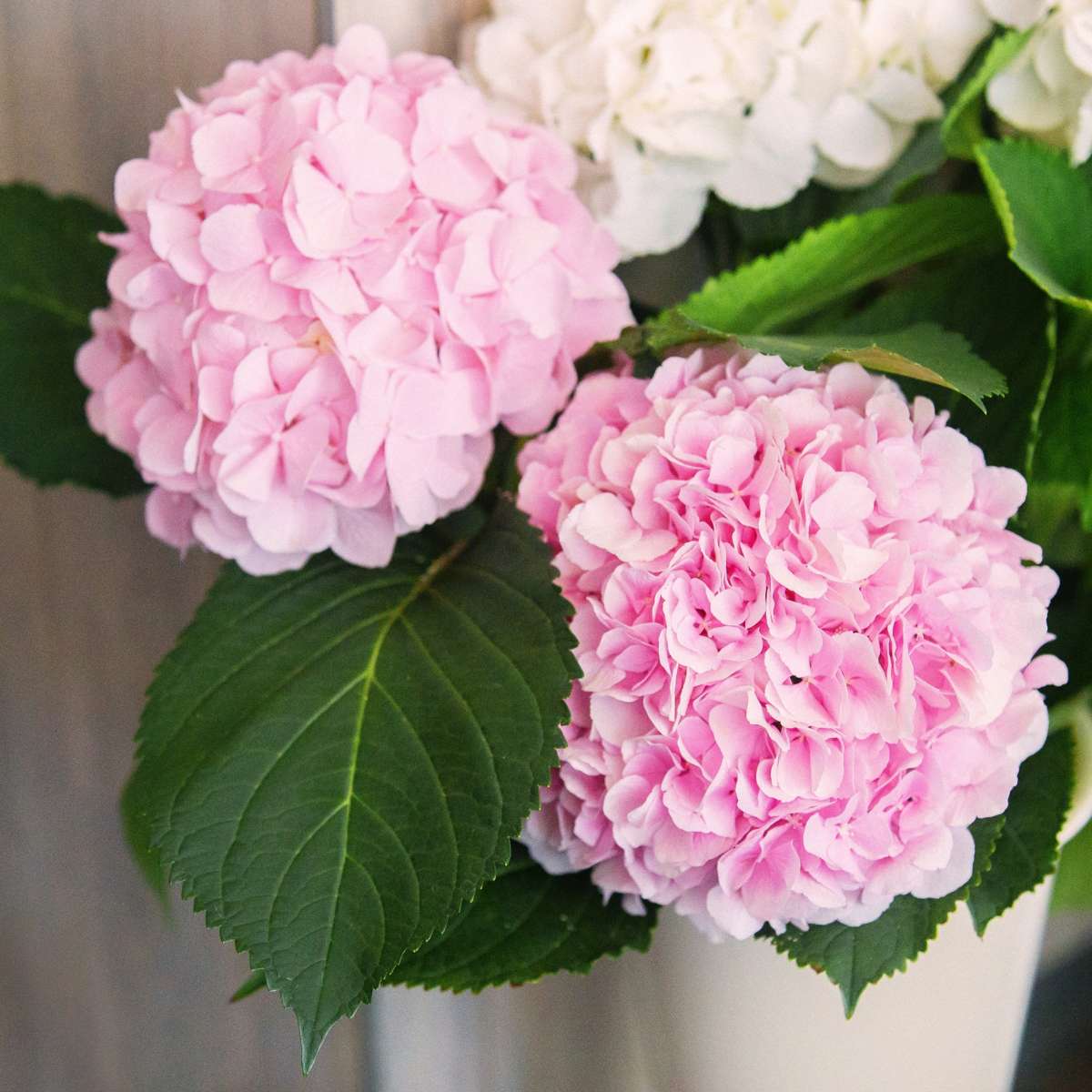 Hortensia - 3 pcs. - Hydrangea macrophylla 'Red Bull' - Height 25-40cm - ⌀9cm