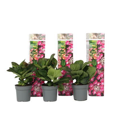 Hortensia - 3 pcs. - Hydrangea macrophylla 'Red Bull' - Height 25-40cm - ⌀9cm