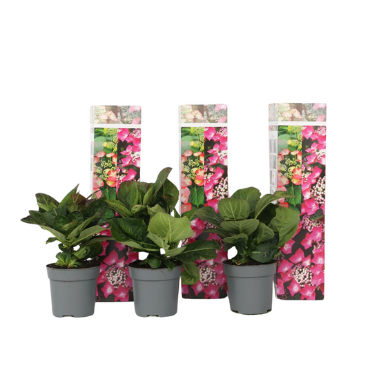 Hortensia - 3 pcs. - Hydrangea macrophylla 'Red Bull' - Height 25-40cm - ⌀9cm