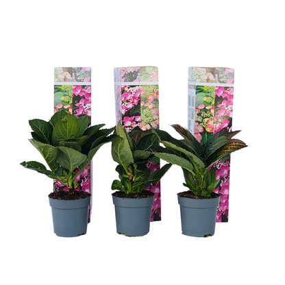 Hortensia - 6 pcs. - Hydrangea macrophylla 'Red Bull' - Height 25-40cm - ⌀9cm