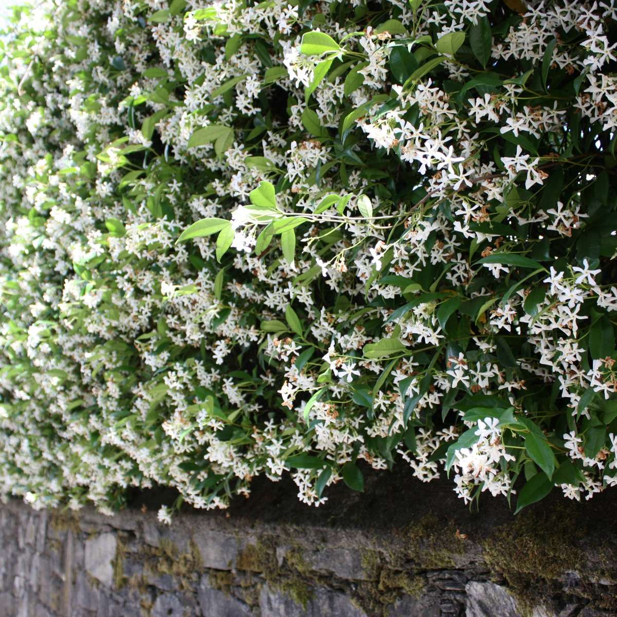 Star of Jasmine - 6 pcs. - Trachelospermum jasminoides - Height 25-40cm - ⌀9cm