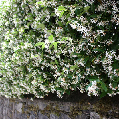 Star of Jasmine - 6 pcs. - Trachelospermum jasminoides - Height 25-40cm - ⌀9cm