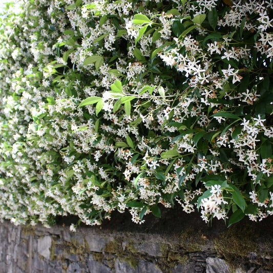 Star of Jasmine - 6 pcs. - Trachelospermum jasminoides - Height 25-40cm - ⌀9cm