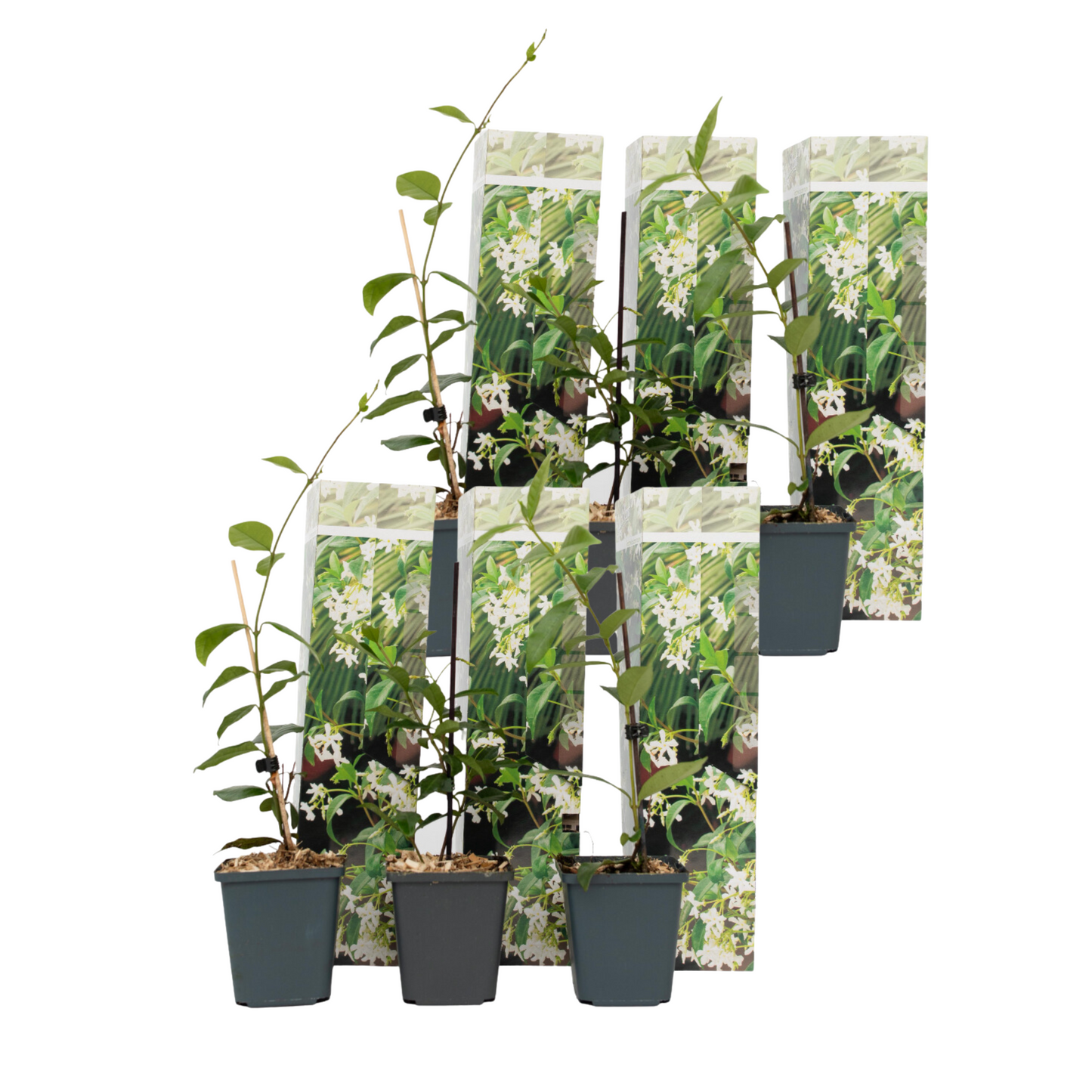 Star of Jasmine - 6 pcs. - Trachelospermum jasminoides - Height 25-40cm - ⌀9cm