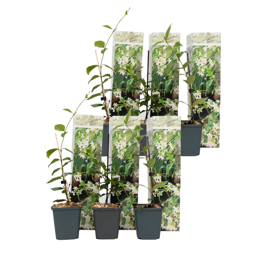Star of Jasmine - 6 pcs. - Trachelospermum jasminoides - Height 25-40cm - ⌀9cm