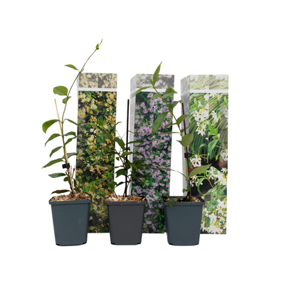 Star of Jasmine - 3 pcs. - Trachelospermum jasminoides - Height 25-40cm - ⌀9cm