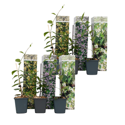 Star of Jasmine - 6 pcs. - Trachelospermum jasminoides - Height 25-40cm - ⌀9cm