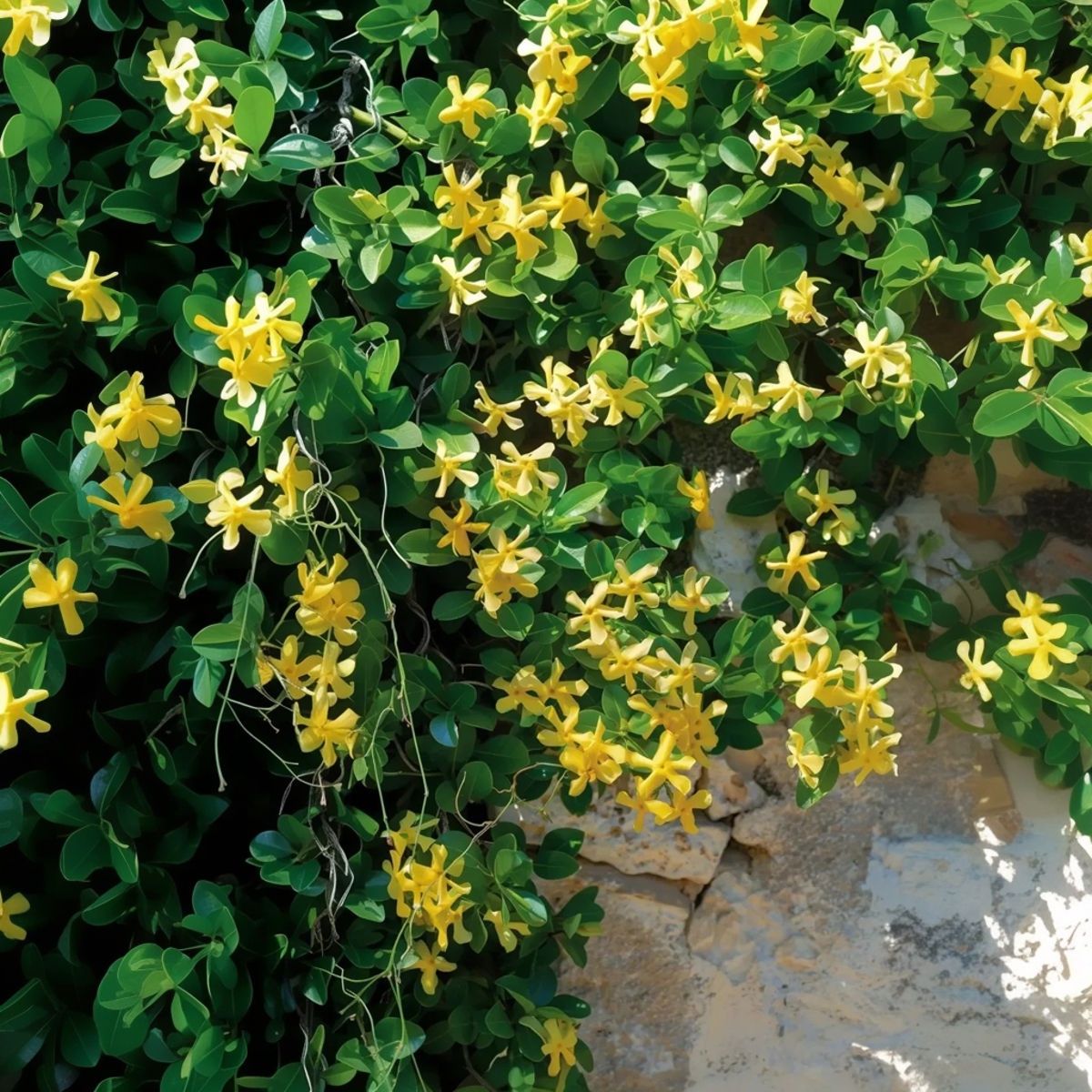 Star of Jasmine - 6 pcs. - Trachelospermum jasminoides - Height 25-40cm - ⌀9cm