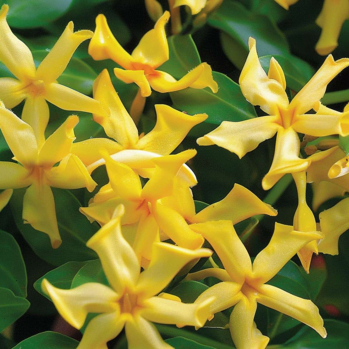 Star of Jasmine - 3 pcs. - Trachelospermum jasminoides - Height 25-40cm - ⌀9cm