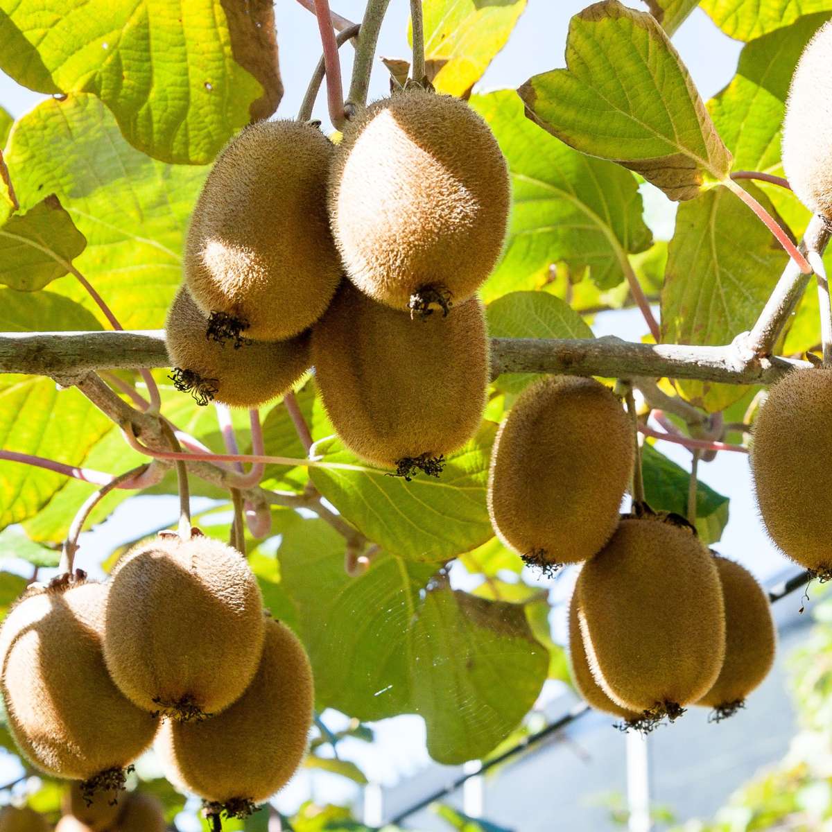 Kiwi fruit - 3 pcs. - Actinidia deliciosa 'Jenny' - Height 20-40cm - ⌀9cm